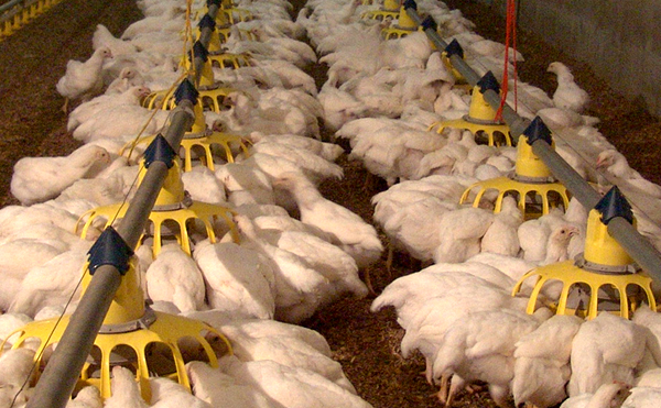 Cảm biến radar đo mức-ngành công nghiệp chăn nuôi gà